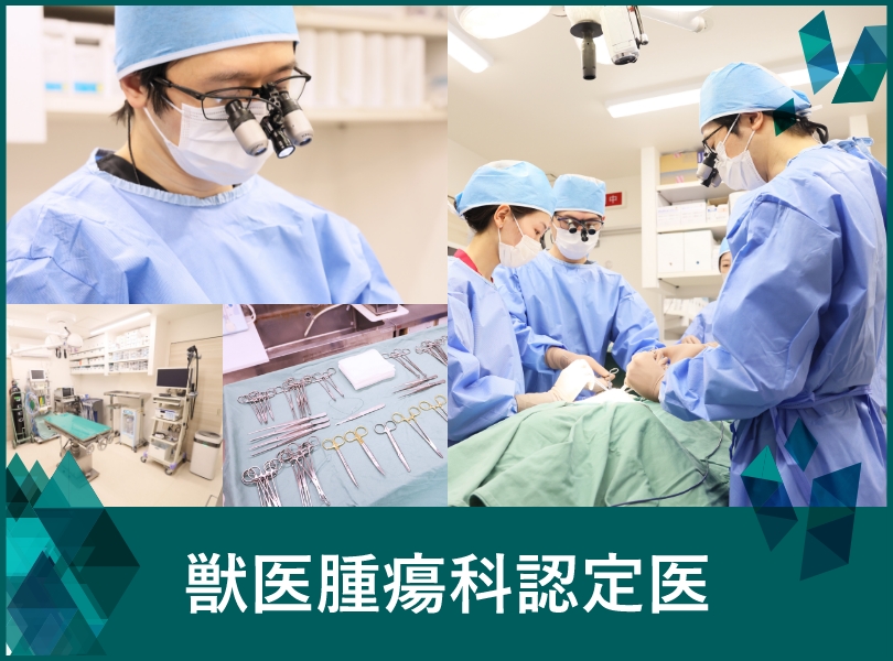 獣医腫瘍科認定医